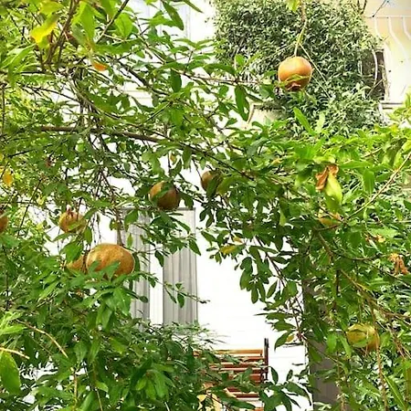 Paradise Garden On The Island Apartment *