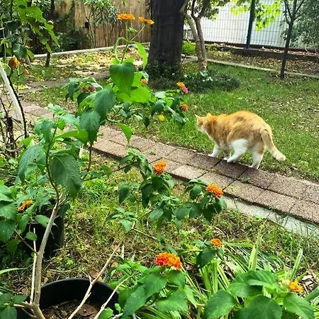 Paradise Garden On The Island * Heybeliada